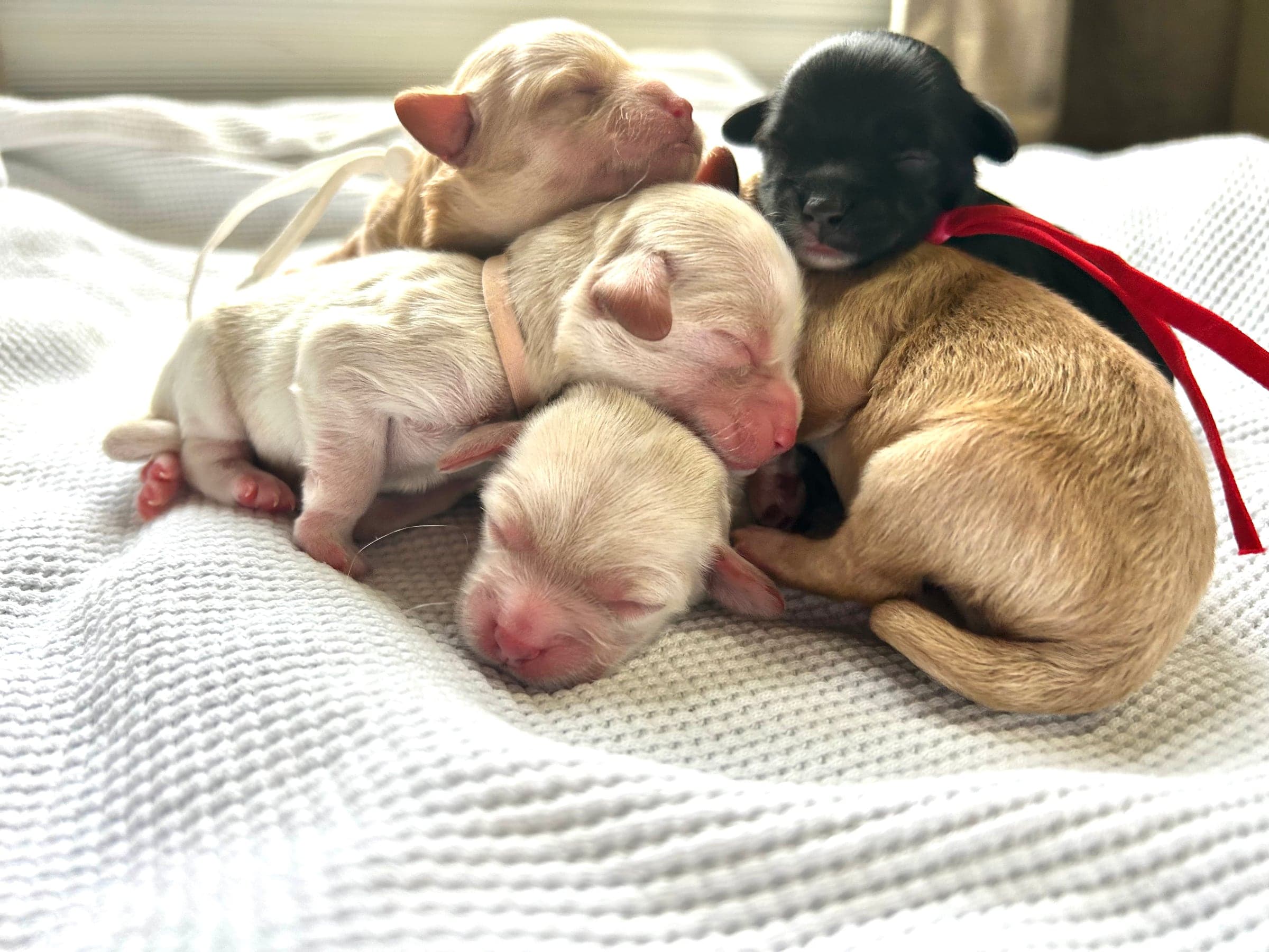 Mercy Lane Dogs