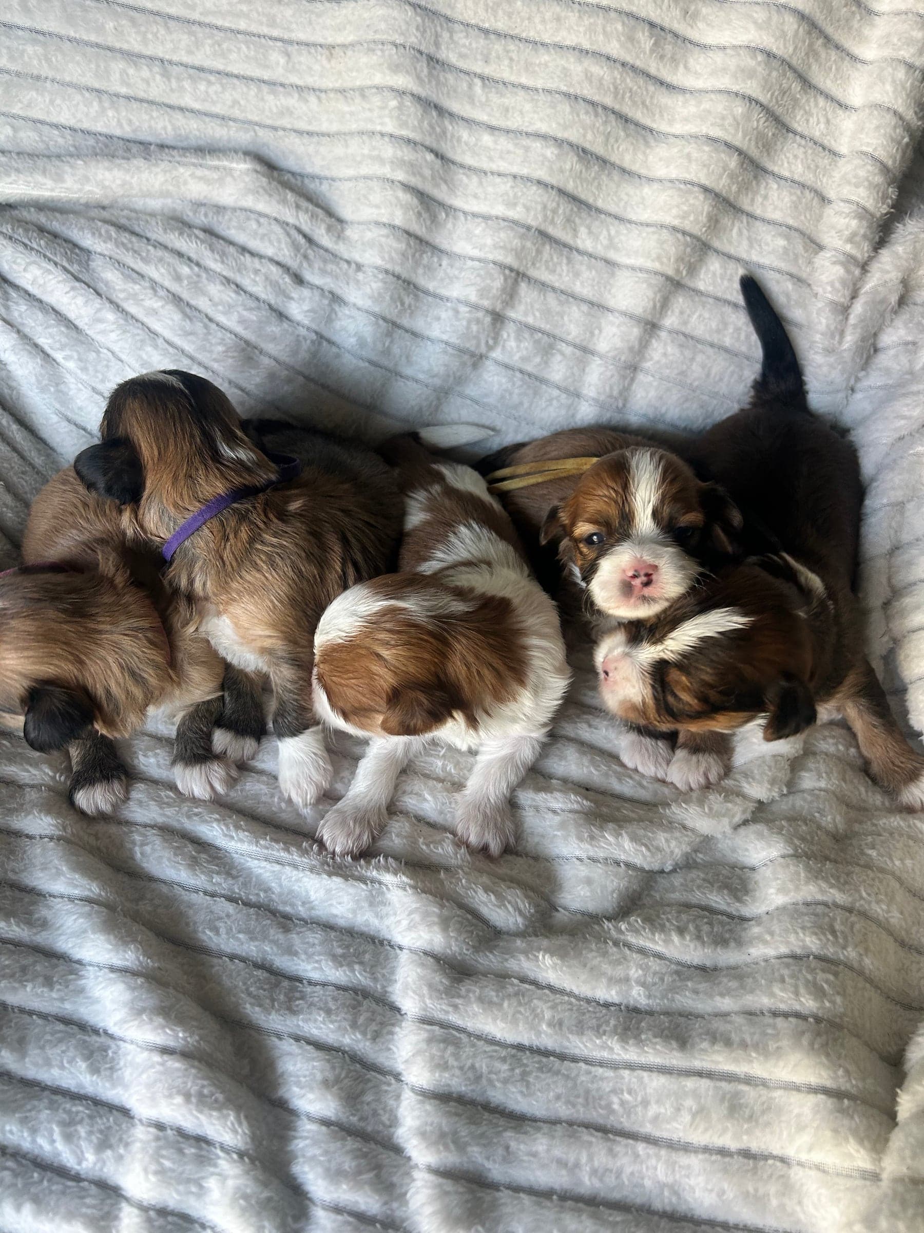 Mercy Lane Dogs
